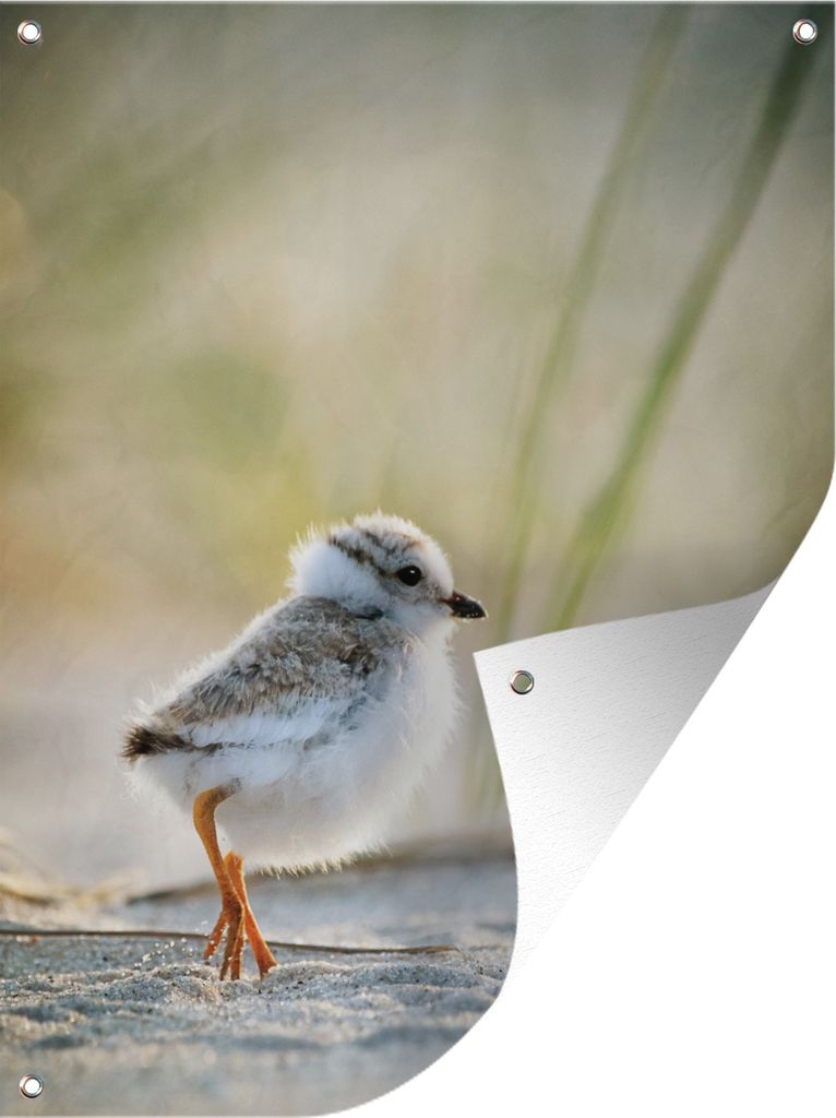 MuchoWow 30x40 cm Outdoor-Poster Gartendeko Sichtschutz Garten Poster für den Garten Seeregenpfeifer am Strand