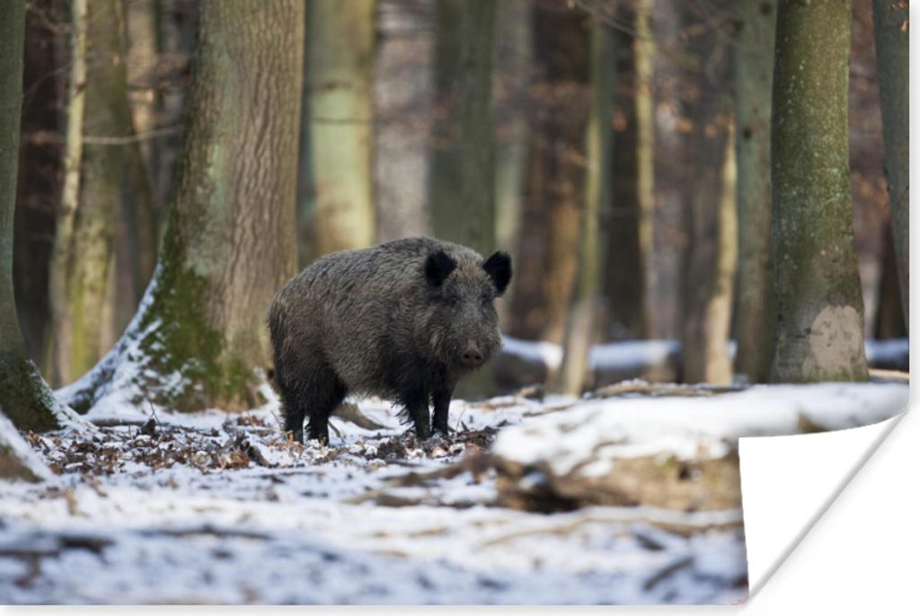 MuchoWow Poster Wildschwein - Schnee - Tier 180x120 cm - Fotoplakat