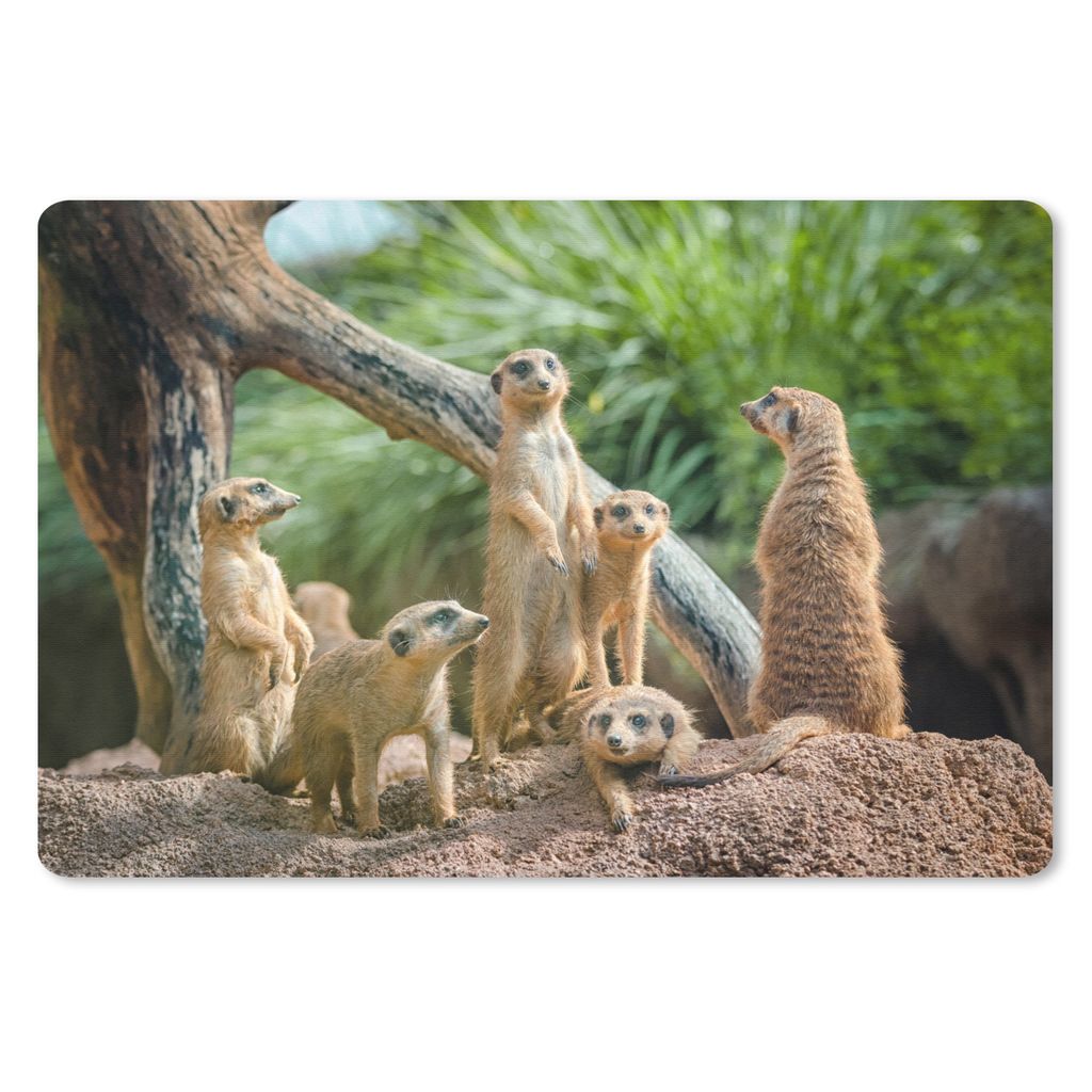 MuchoWow Schreibtischunterlage Erdmännchen - Familie - Tiere 60x40 cm - XXL Mauspad - Großes Mauspad