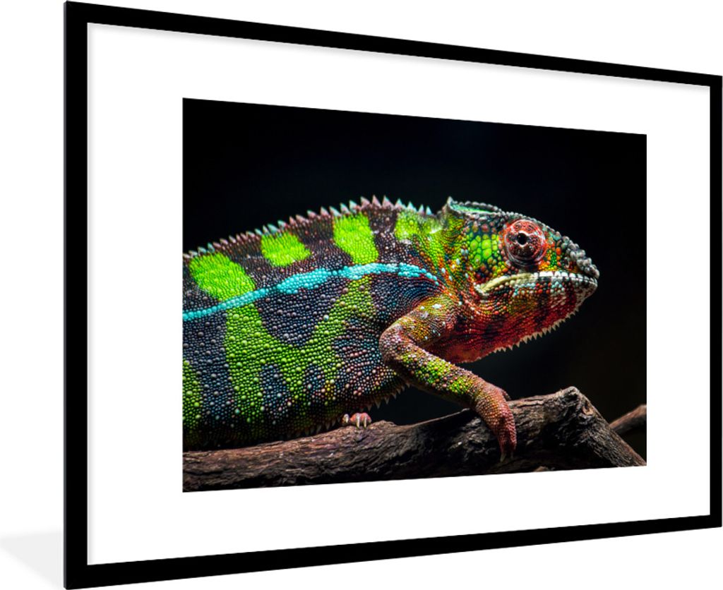 MuchoWow MuchoWow Gerahmtes Poster Buntes Chamäleon schaut sich um 90x60 cm - Poster mit zchwarzem Bilderrahmen - Wanddekoration - Fotos