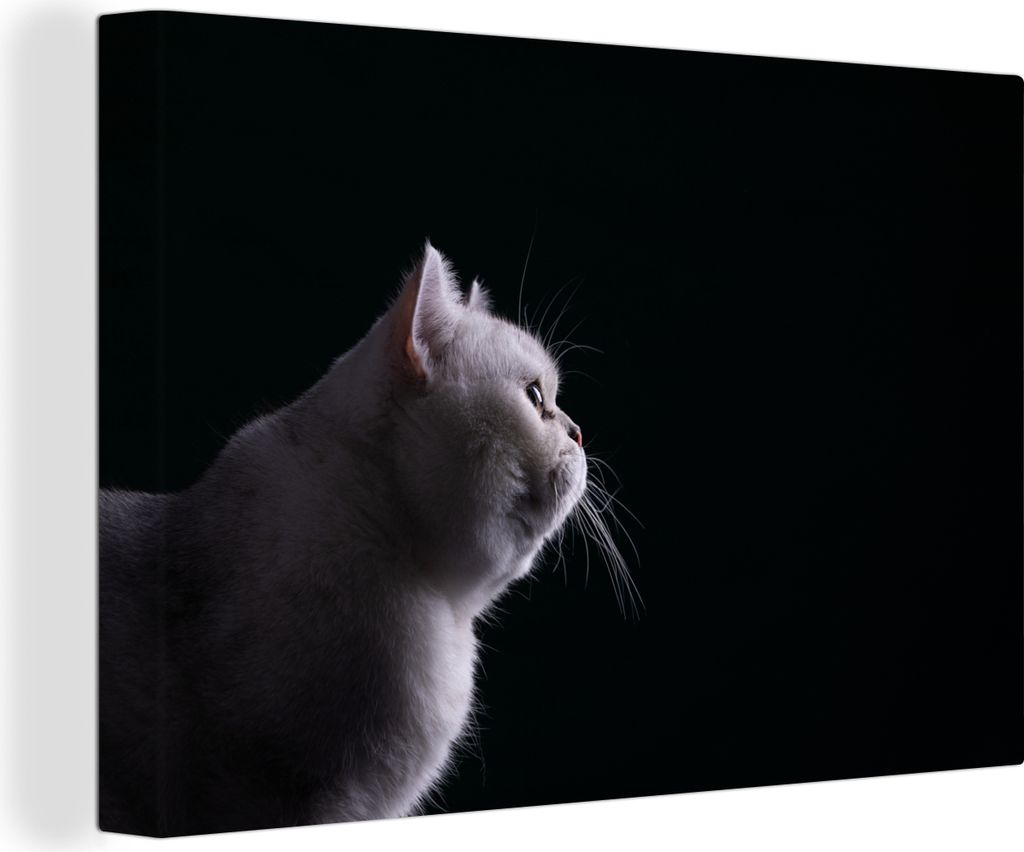 OneMillionCanvasses - Leinwandbilder - 140x90 cm, Nahaufnahme einer weißen Katze, Wandbilder Kunstdruck Wanddekoration