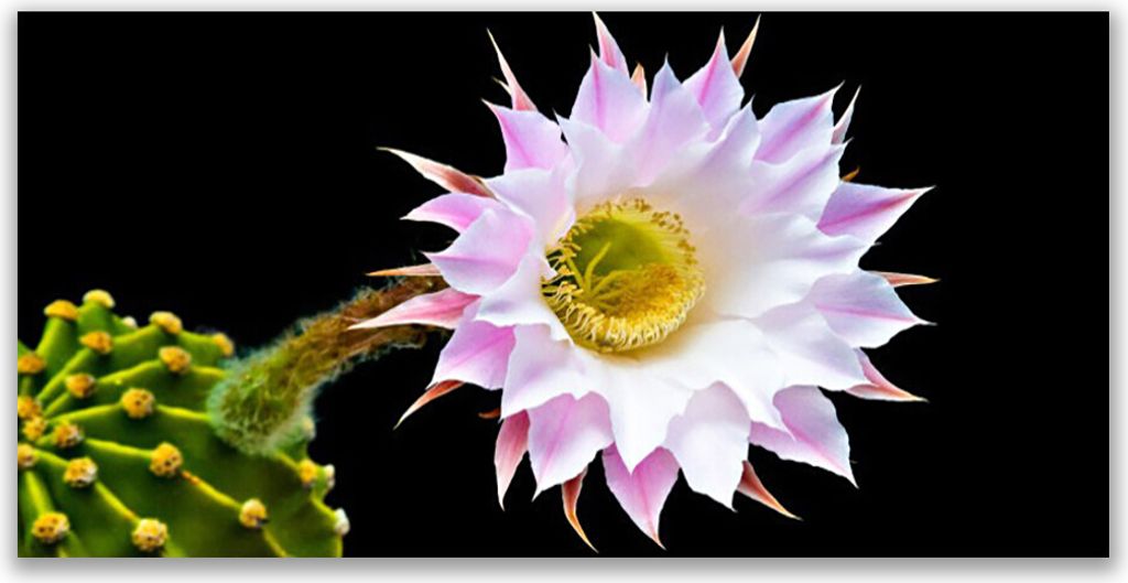 Tulup Leinwand-Bilder 120x60 Wandbild Canvas Kunstdruck Blume Pflanzen