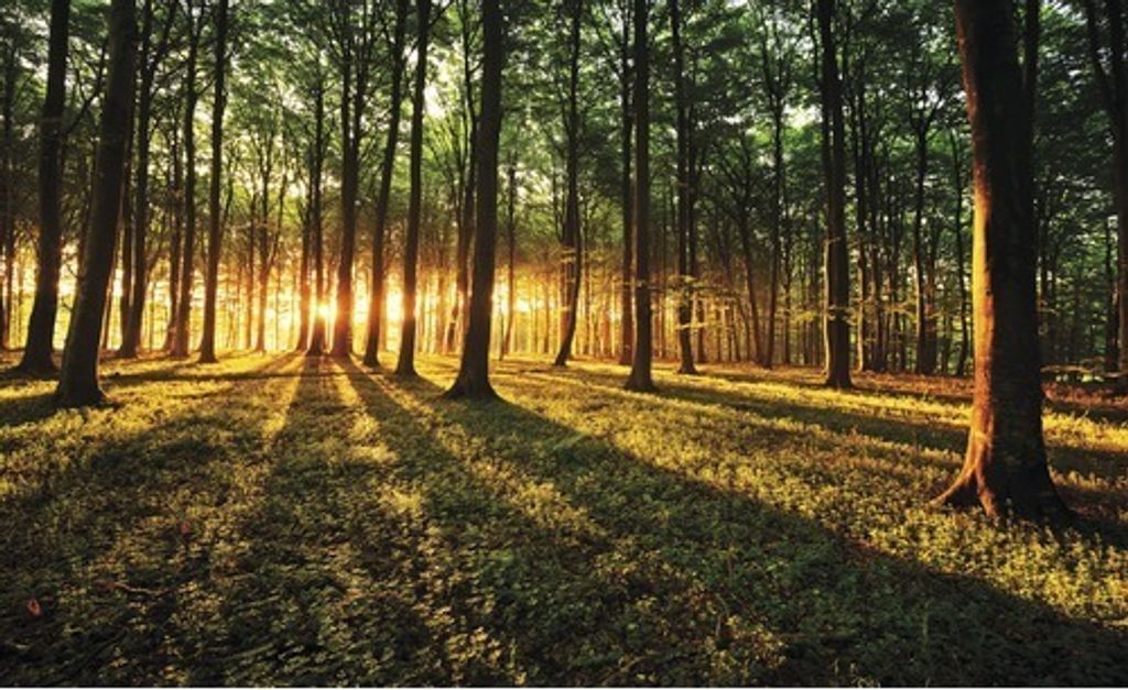 Fototapete Vlies 2226VEP Wald mit Sonne 1-tlg. 250 x 104 cm