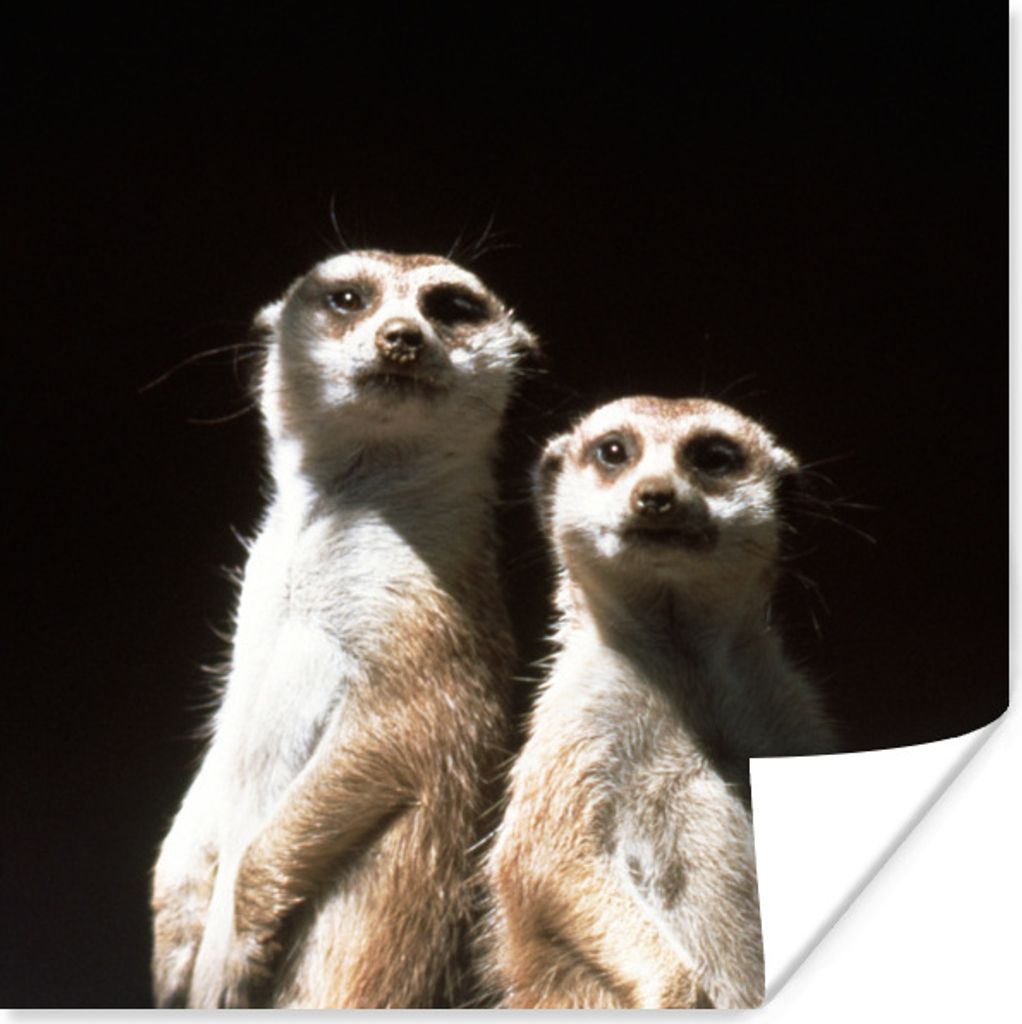 MuchoWow Poster Schwarz - Erdmännchen - Tiere 75x75 cm - Wand Dekoration