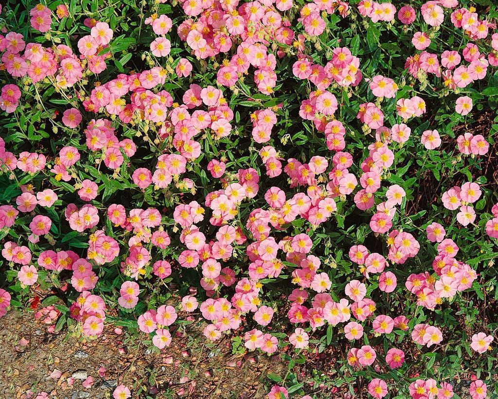 Helianthemum 'Lawrenson's Pink', Sonnenröschen, rosa, 2 Liter Container