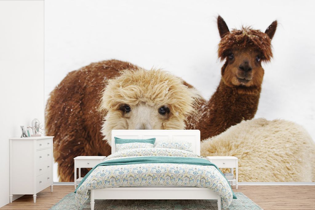 MuchoWow Fototapete für Wohnzimmer oder Schlafzimmer Wandtapete Vinyl Motivtapete Lama - Tier - Mantel - 600x400 cm - Vinyltapeten