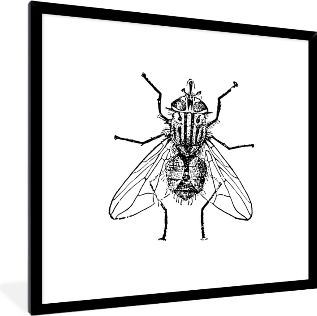 MuchoWow Gerahmtes Poster Fliege - Tiere - Vintage - Schwarz und weiß 40x40 cm - Poster mit Schwarzem Bilderrahmen Wandposter Rahmen Foto Bilder...