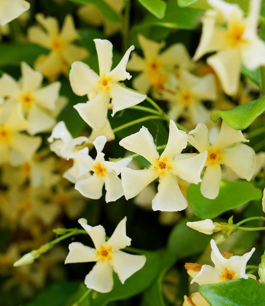 Elegantes Winterharter Jasmin Star Of Toscane Bilder