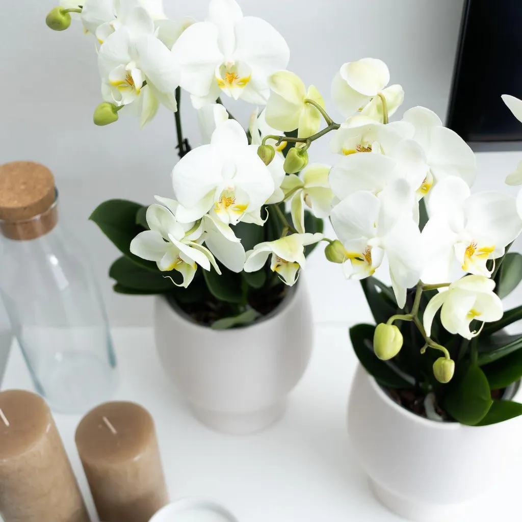 Orchidée Blanche Phalaenopsis pour Décoration Maison - Pot de 12 cm