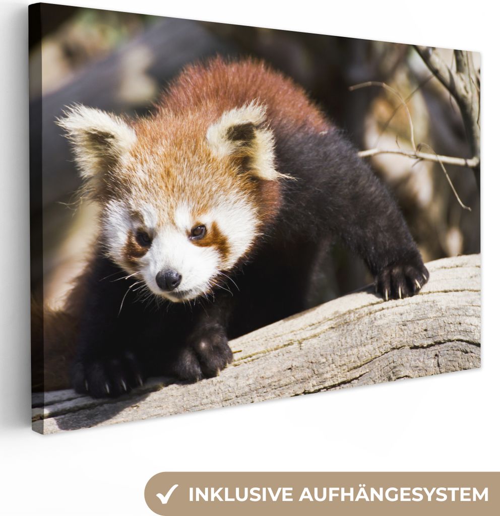 OneMillionCanvasses - Leinwandbilder - 140x90 cm, Roter Panda - Rüssel - Tier, Wandbilder Kunstdruck Wanddekoration - Foto auf Leinwand - Gemäl...