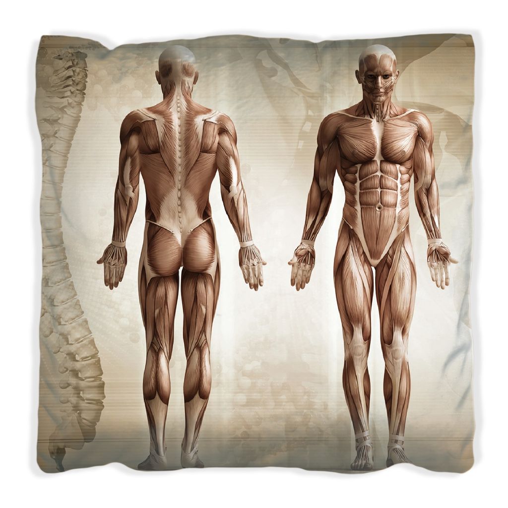 Wallario Premium Kissen, weiche Oberfläche, mit Motiv Anatomie Mensch I, Größe: 60 x 60 cm, mit weißer Rückseite