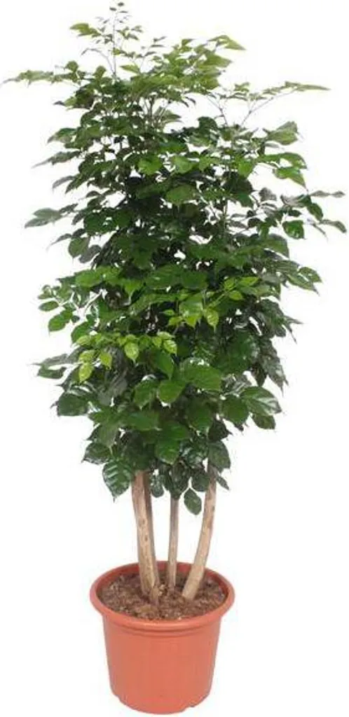 Grande plante d'intérieur Radermachera 190 cm : Arbre à trompette Ø40