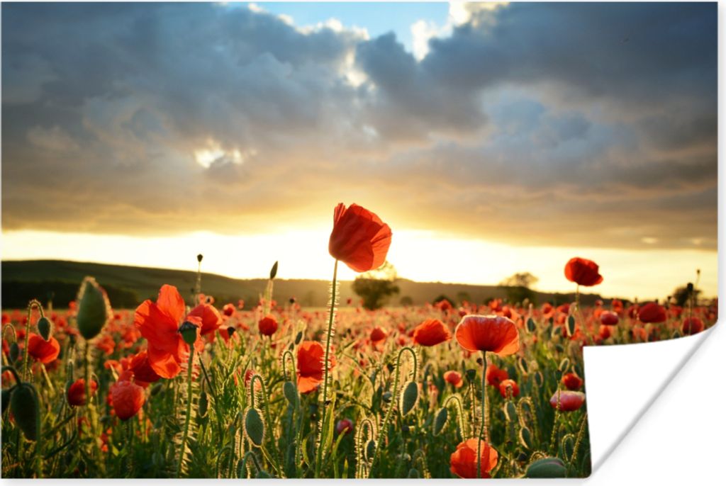 MuchoWow Poster Bunter Himmel über vielen Mohnblumen 90x60 cm - Schlafzimmer
