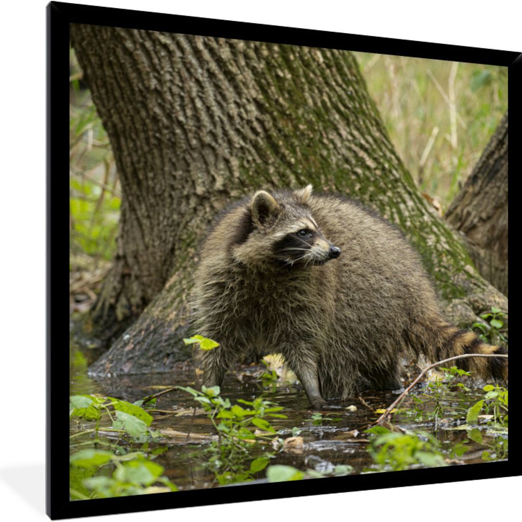 MuchoWow Gerahmtes Poster Waschbär - Wild - Wald 40x40 cm - Poster mit Schwarzem Bilderrahmen Wandposter Rahmen Foto Bilder - Mit Rahmen - Wandd...