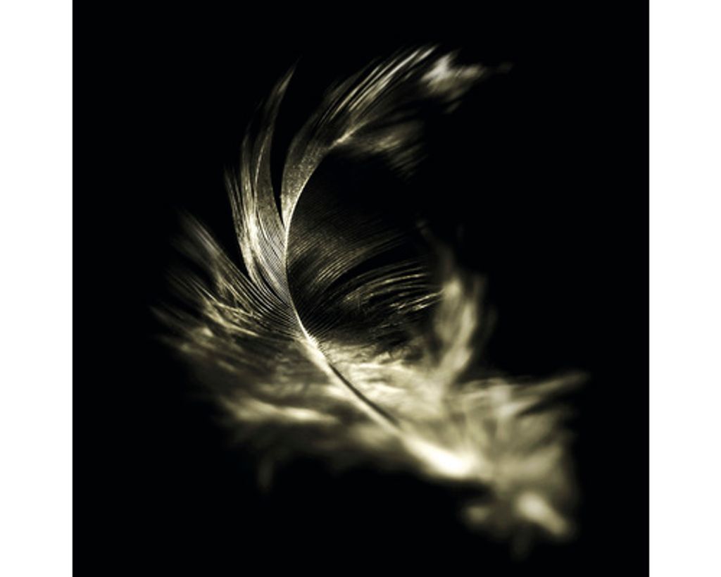 Glasbild der Serie 'The feather' im Format 30x30 cm