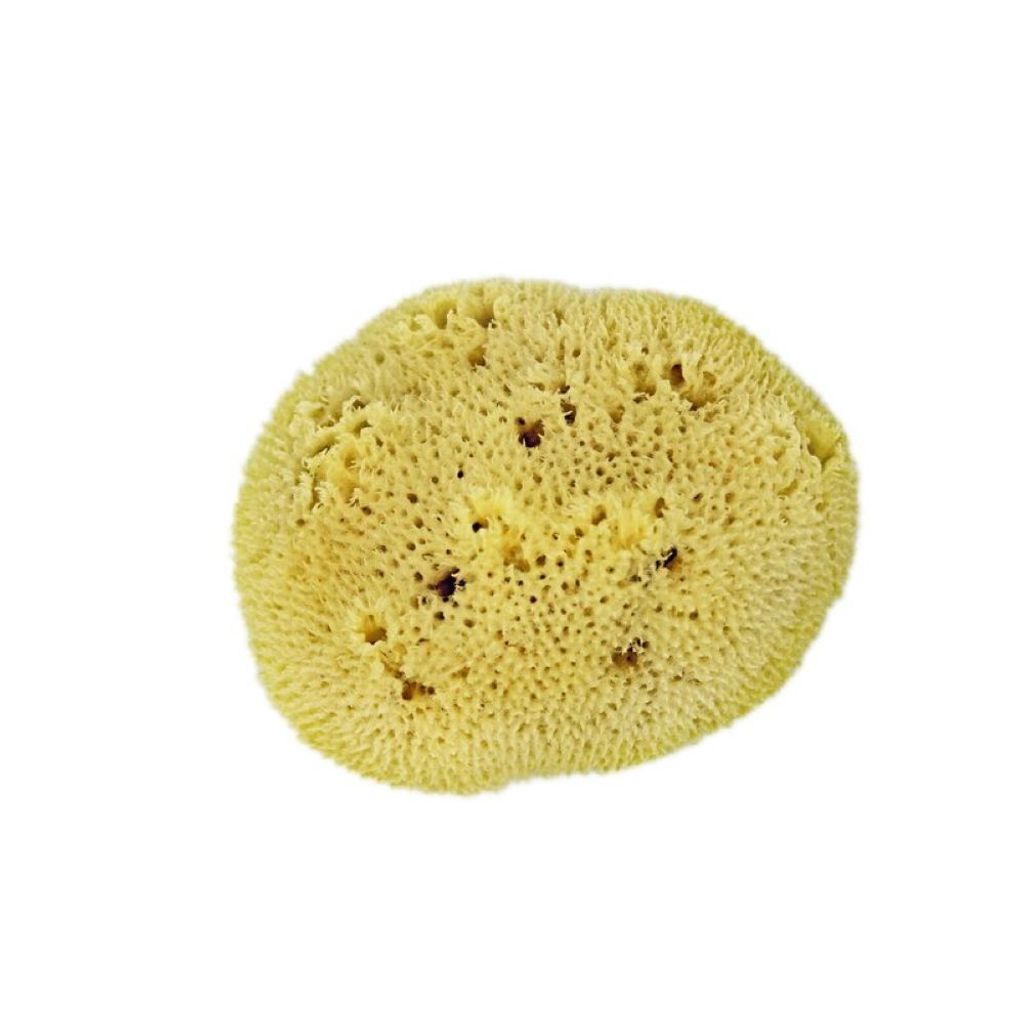 Naturschwamm zum Baden, ca. 7-8cm Durchmesser, 100% biologisch abbaubar