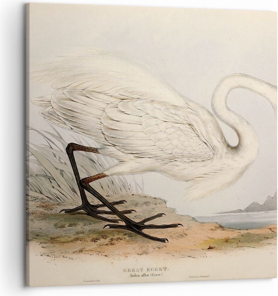 Bild auf Leinwand - Leinwandbild - Einteilig - Vogel Weiß Reiher - 50x50cm - Wand Bild - Wanddeko - Wandbilder - Leinwanddruck - Bilder - Wanddeko...