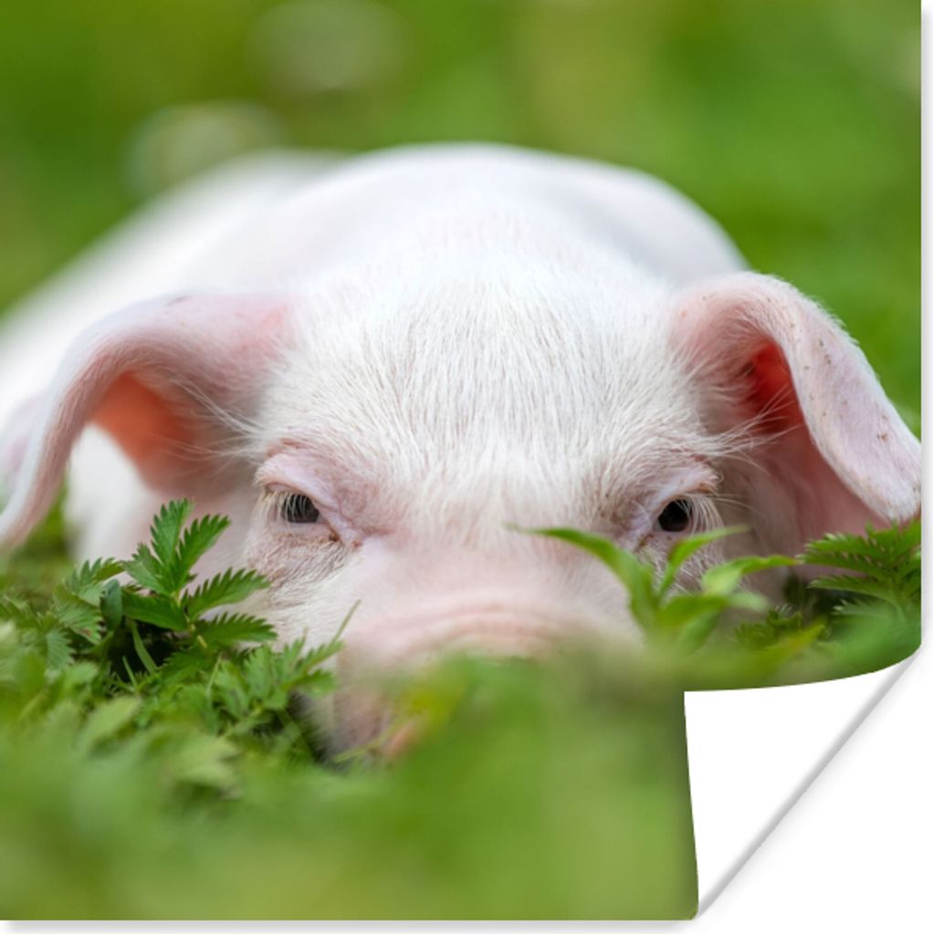MuchoWow Poster Schwein - Tiere - Groß 50x50 cm - Wohnzimmerdekoration