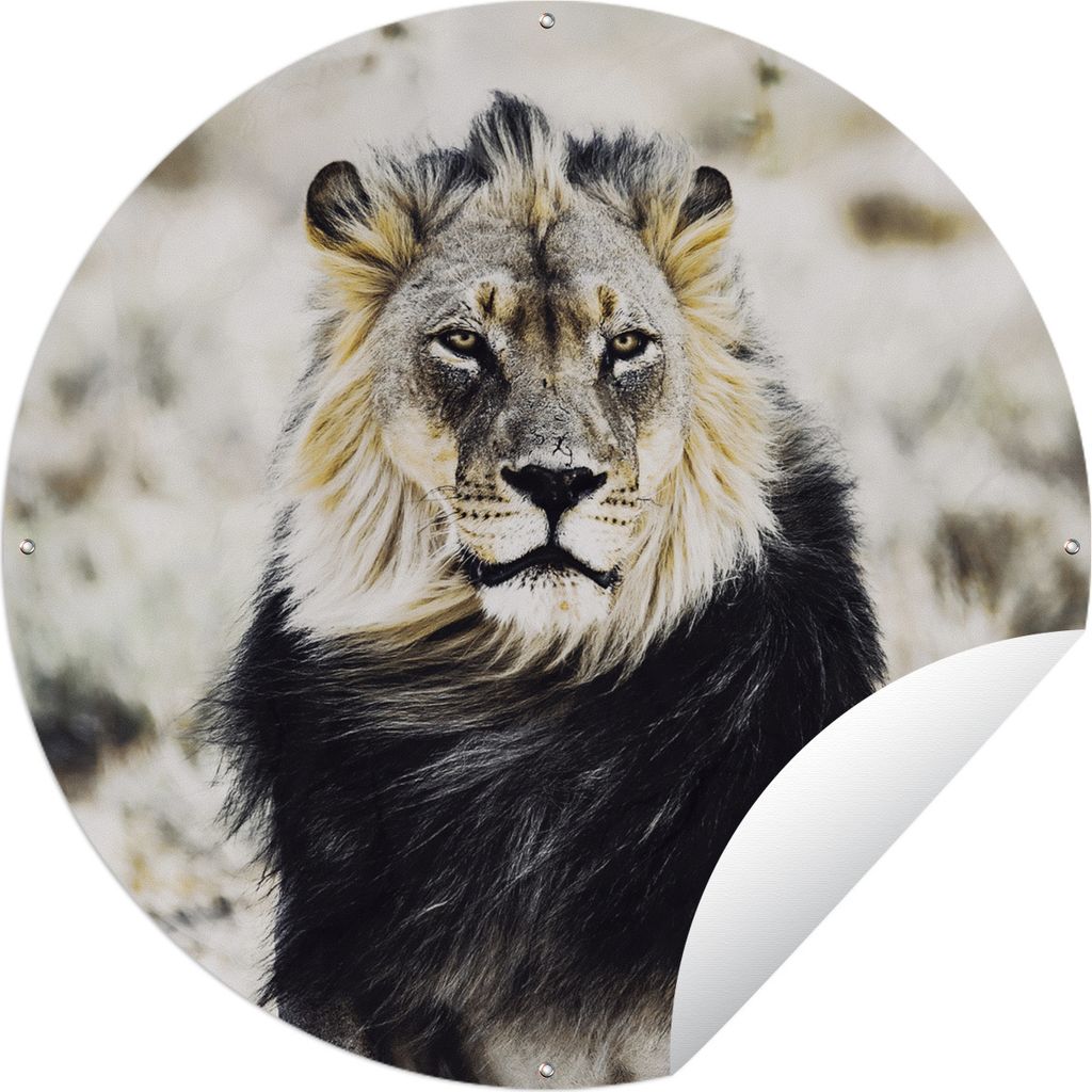 MuchoWow Gartenposter Outdoor-Poster Rund Wilde Tiere - Löwe - Schwarz Ø 120 cm Gartendeko Rundes Poster draußen