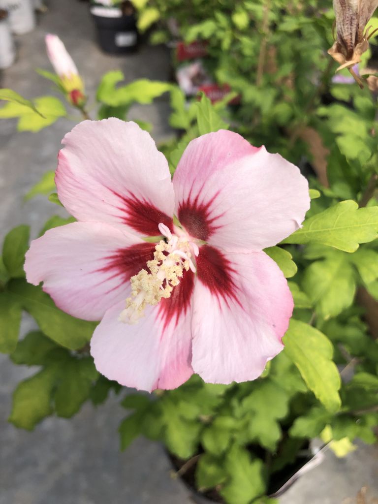 Hibiscus syriacus 'Hamabo' - Garteneibisch 40-60 cm Produktbild 