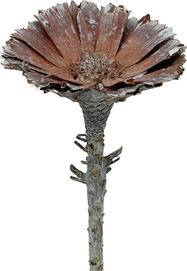Repens Rosette Weiß gewaschen 25 St - Trockenblumen für Gestecke, Dekoration, Kunstpflanzen, 25 Stück