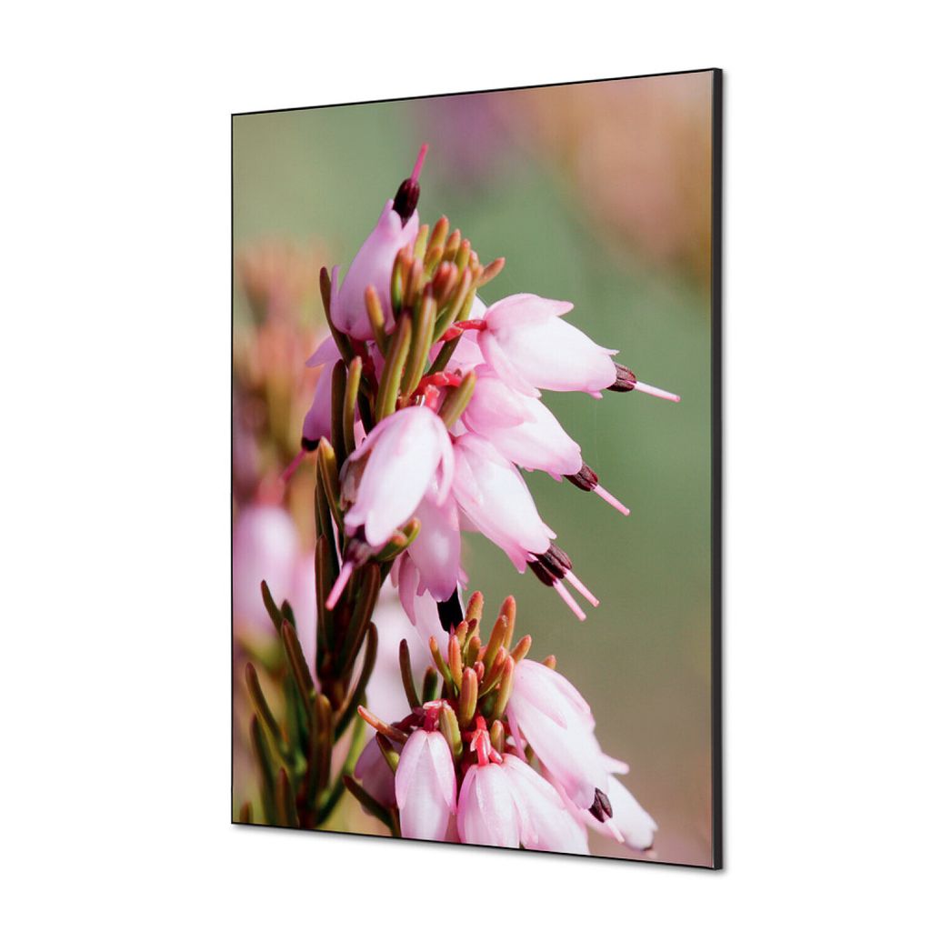 Showdown Spannstoff Wanddekoration - Set DIN A1 - Pinke Blume Erica - Schwarzer Rahmen