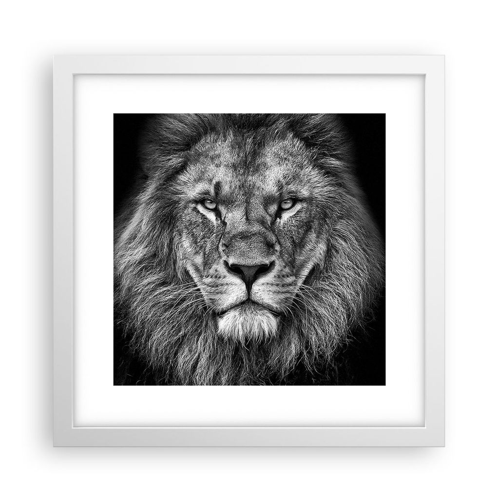 Gerahmtes Poster - Weißer Rahmen - Porträt Löwe Schwarzweiß - 30x30 cm - Wand Bild - Wanddeko - Wandbilder - Kunstposter - Wandposter - Bilderr...