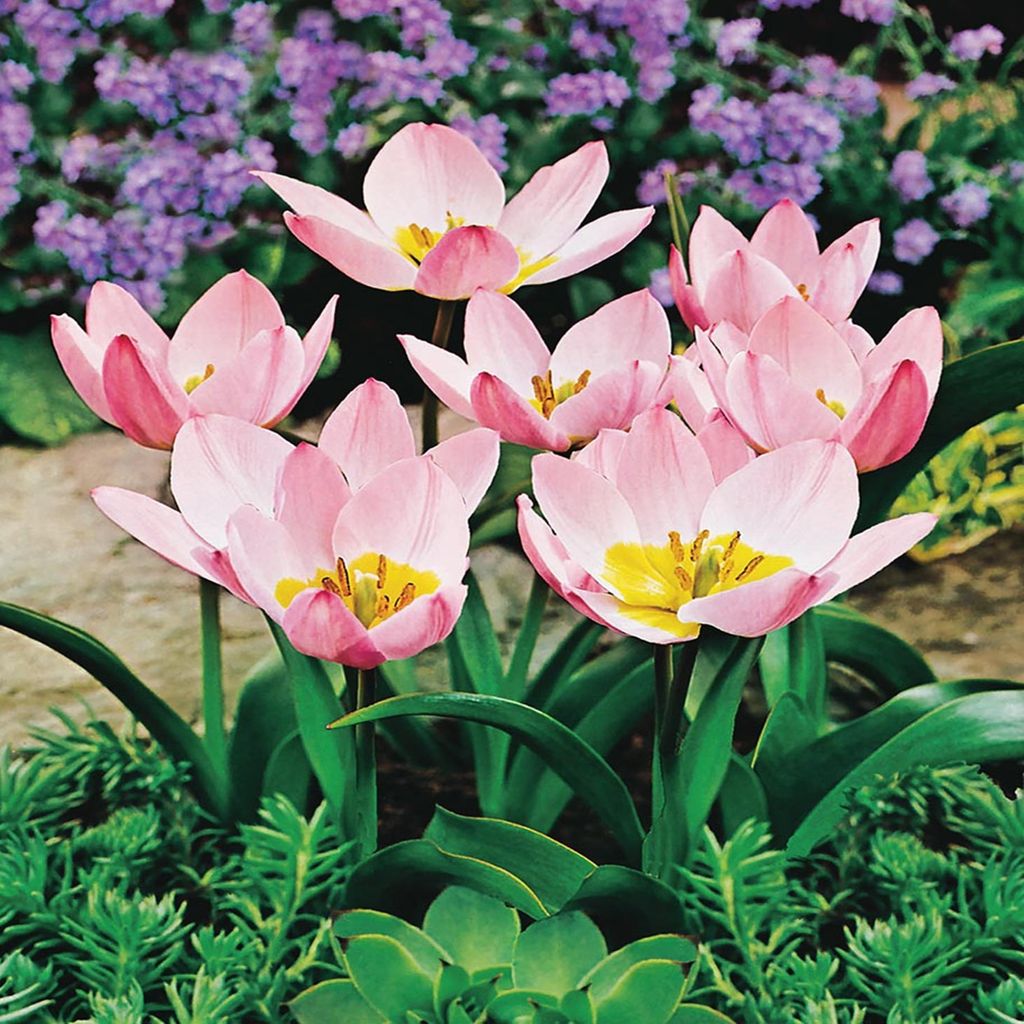 Tulipani Bulbi Fiori Botanici Tulipano Saxatilis 5 pz. Immagine del prodotto 