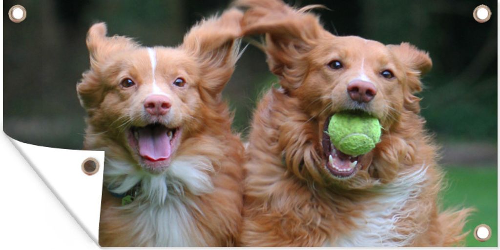 MuchoWow 160x80 cm Outdoor-Poster Gartendeko Sichtschutz Garten Poster für den Garten Zwei Hunde spielen mit Ball