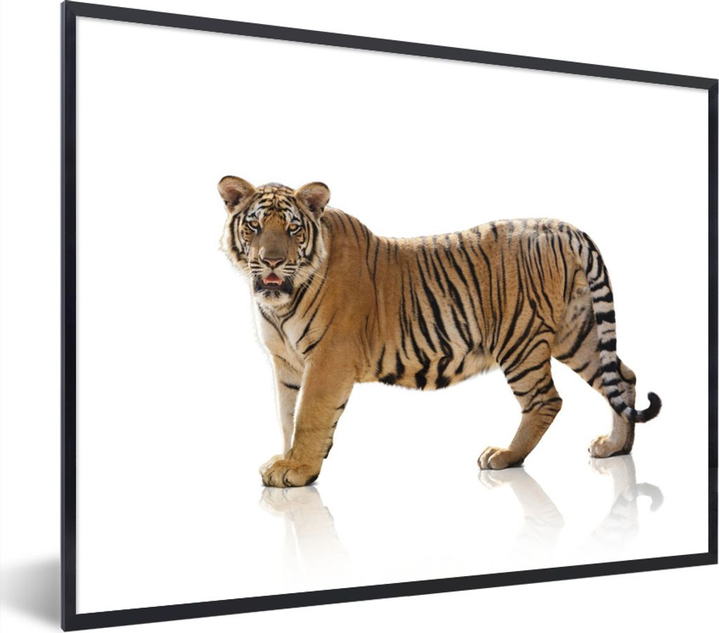 MuchoWow Gerahmtes Poster Tiger - Tier - Weiß 80x60 cm - Poster mit Schwarzem Bilderrahmen Wandposter Rahmen Foto Bilder - Schwarzem - Mit Gestell
