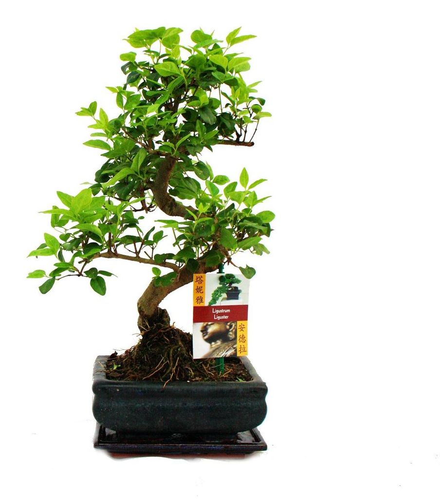 Chinesischer Liguster als Bonsai – Ligustrum sinensis – ca. 6 Jahre alt