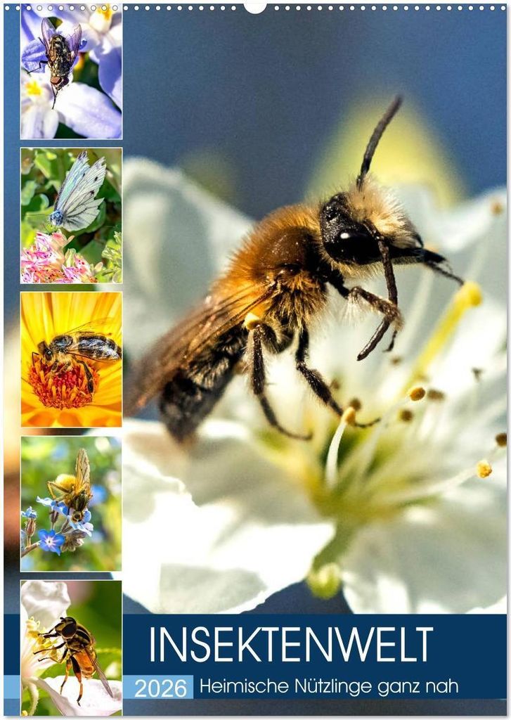INSEKTENWELT - Heimische Nützlinge ganz nah (Wandkalender 2026 DIN A2 hoch), CALVENDO Monatskalender