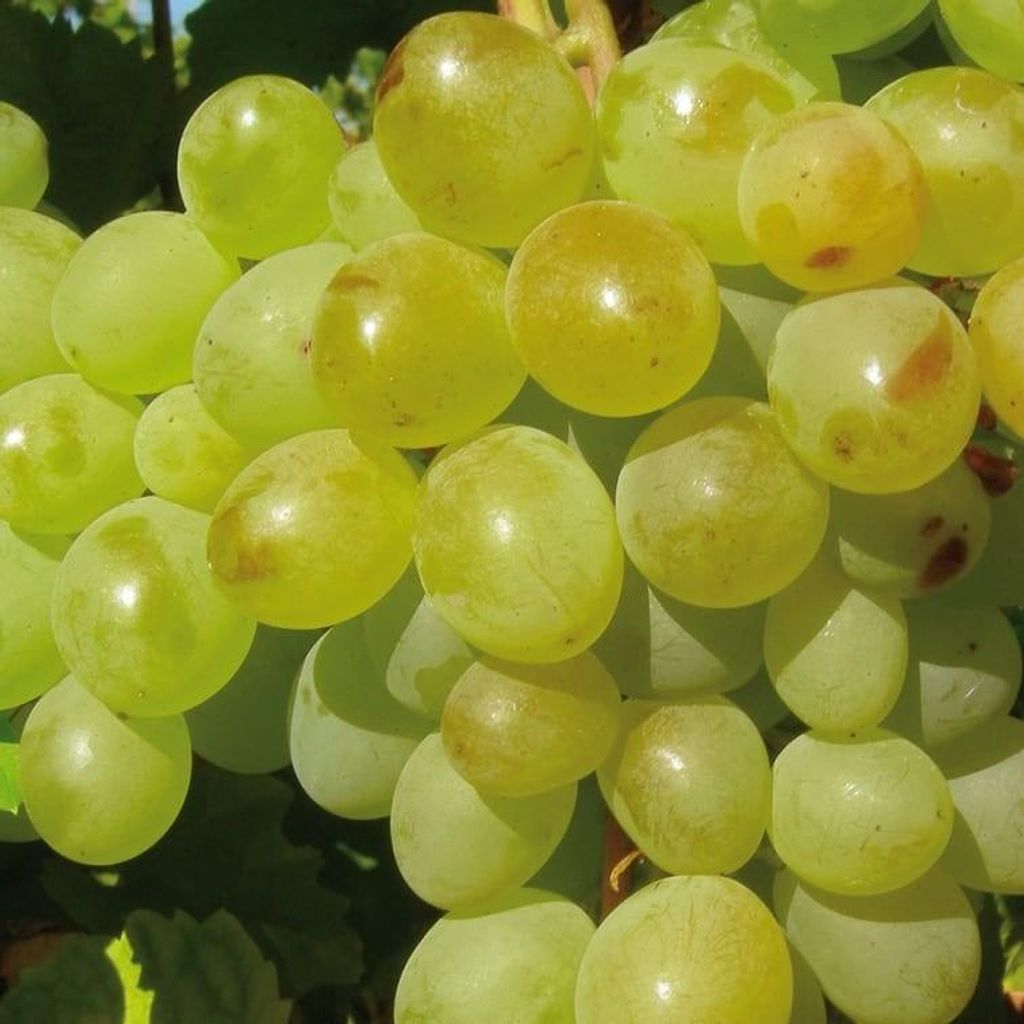 Winorośl A 1704 bezpestkowa 2L Zdjęcie produktu 