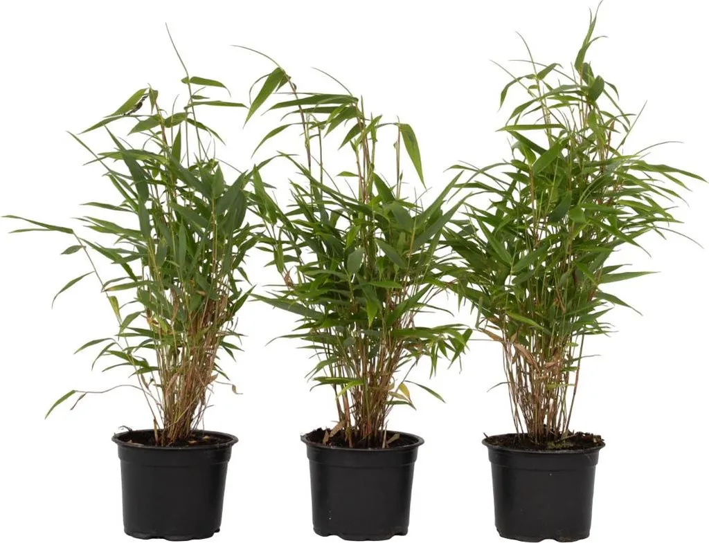 Bambou non traçant Fargesia rufa en lot de 3 pots de 13cm - H 25-40cm