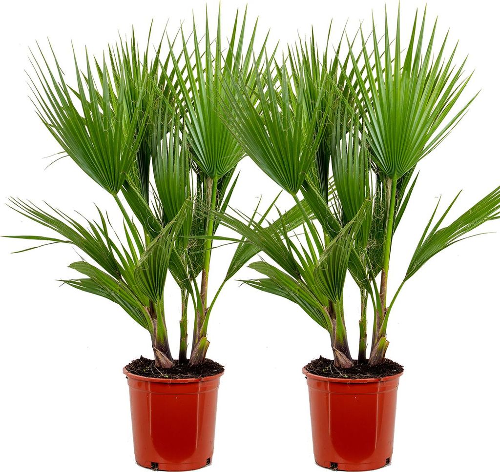 2er Set - Washingtonia Robusta - Mexikanische Fächerpalme - Palme - Winterharte Balkonpflanzen - Gartenpflanzen Winterhart - Höhe 80-100cm - Topf...