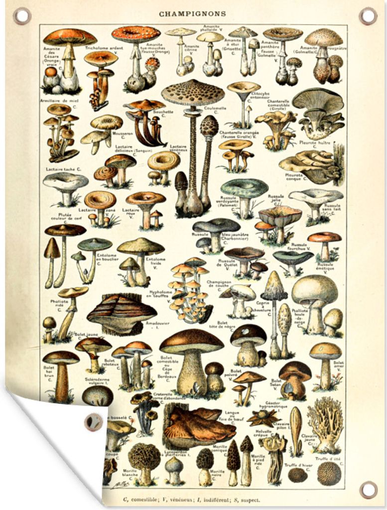 MuchoWow 60x80 cm Outdoor-Poster Gartendeko Sichtschutz Garten Poster für den Garten Pilz - Herbst - Jahreszeiten - Vintage - Adolphe Millot - ...