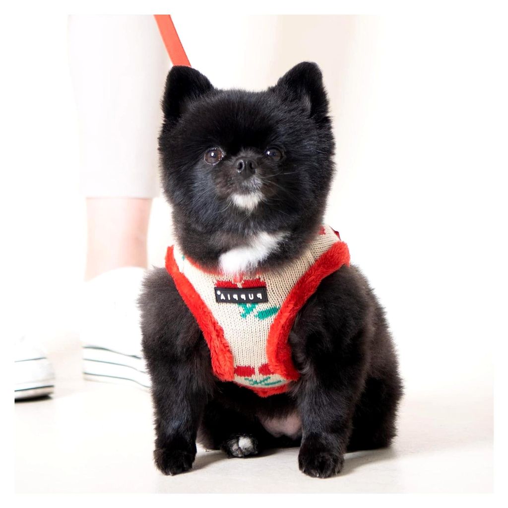 Hundegeschirr für kleine und mittelgroße Hunde - Cheryl Harness A - verstellbar und komfortabel