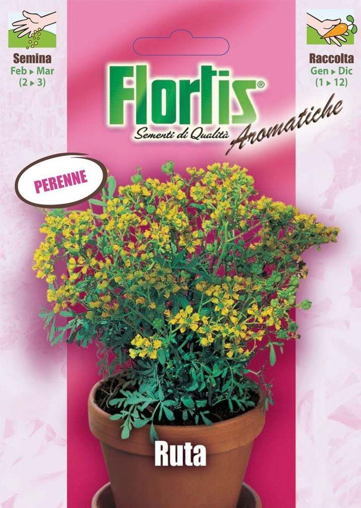 Weinraute | Weinrautesamen von Flortis [MHD 12/2026] Produktbild 