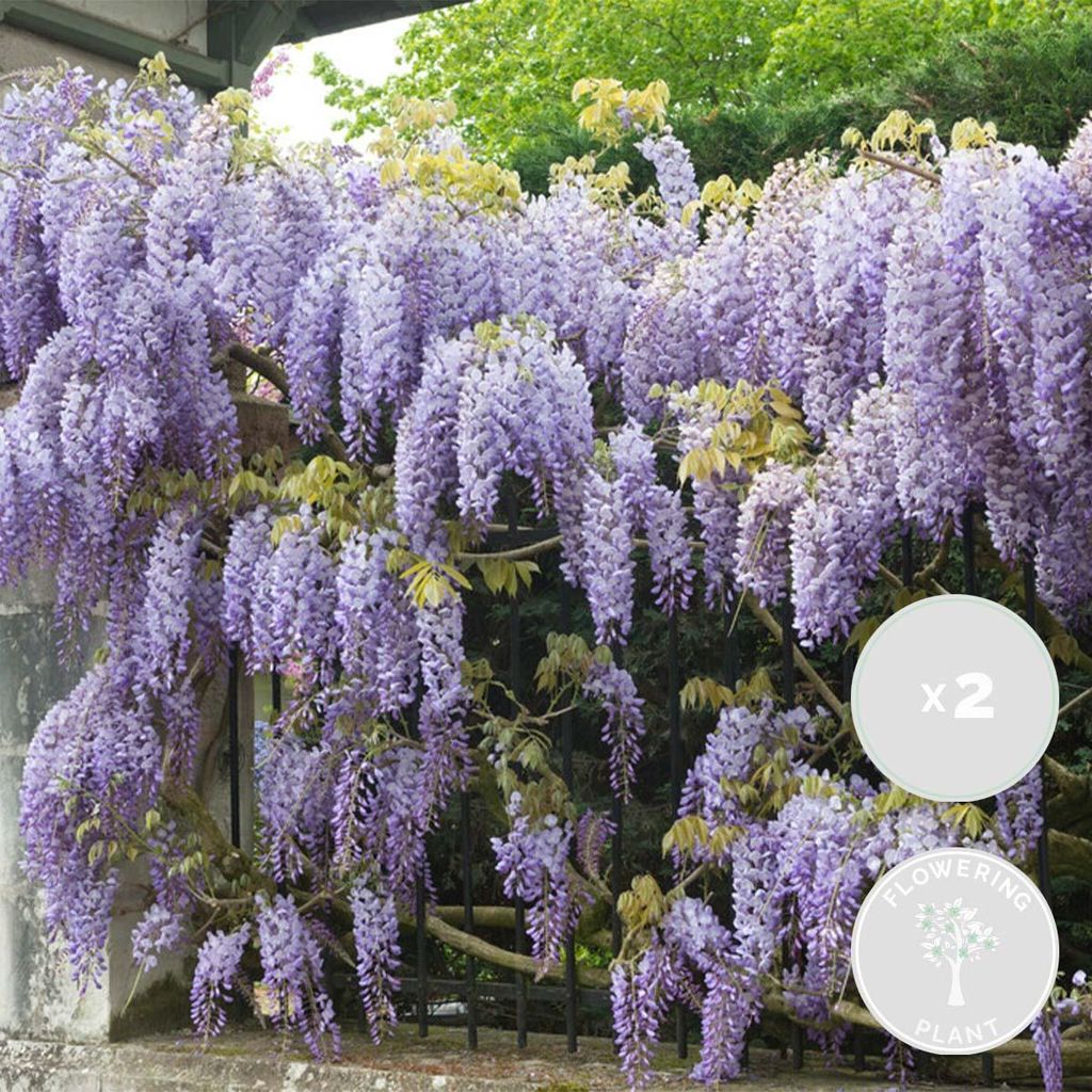 2er-Set - Wisteria Sinensis Prolific - Blauregen Produktbild 