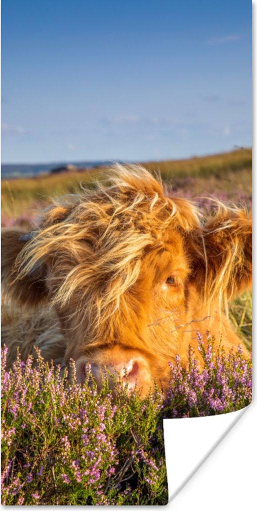 MuchoWow Poster Schottische Highlander - Heide - Gras - Tiere 75x150 cm - Dekoration für die Wände