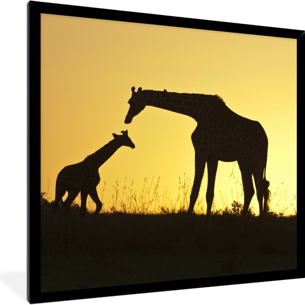 MuchoWow Gerahmtes Poster Giraffe - Scherenschnitt - Kalb 40x40 cm - Poster mit Schwarzem Bilderrahmen Wandposter Rahmen Foto Bilder - Mit Rahmen...
