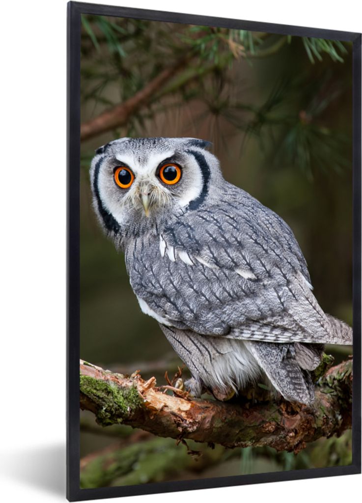 MuchoWow Gerahmtes Poster Eule - Vogel - Äste - Natur 60x90 cm - Poster mit Schwarzem Bilderrahmen Wandposter Rahmen Foto Bilder - Kunst