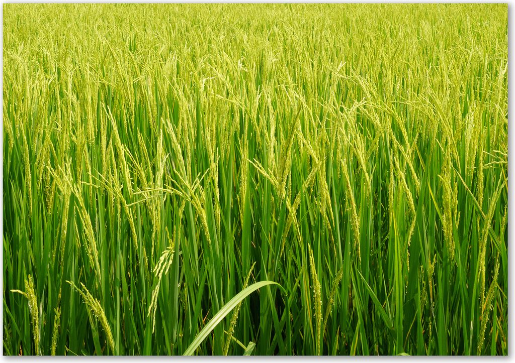 Tulup Leinwandbild - 100x70 cm - Wandkunst - Drucke auf Leinwand - Leinwanddruck - Blumen & Pflanzen - Grün - Reisfeld