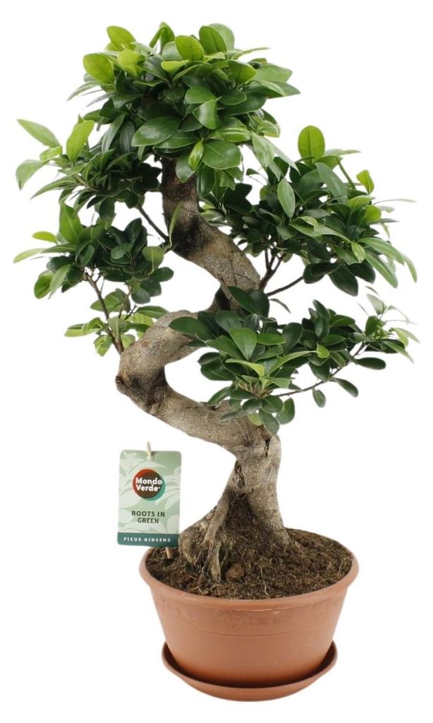 Ficus Ginseng - 50-60cm - Ø22cm - Zimmerpflanze - Immergrün