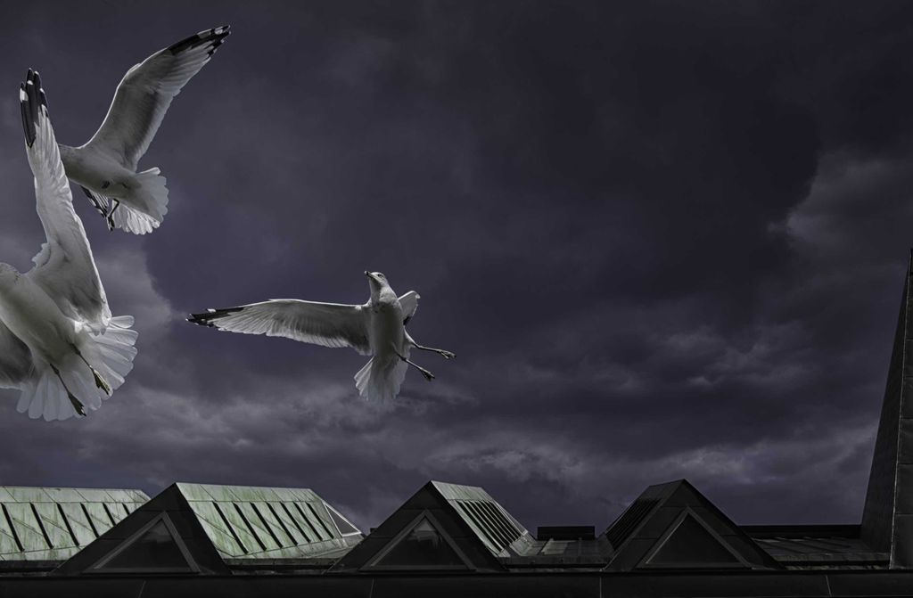 hansepuzzle 41323 - Möwe Puzzle, 500 Teile, Tierwelt, 46,0 x 30,0cm mit hochwertiger Aufbewahrung, Kartonbox und wiederverschließbarem Beutel