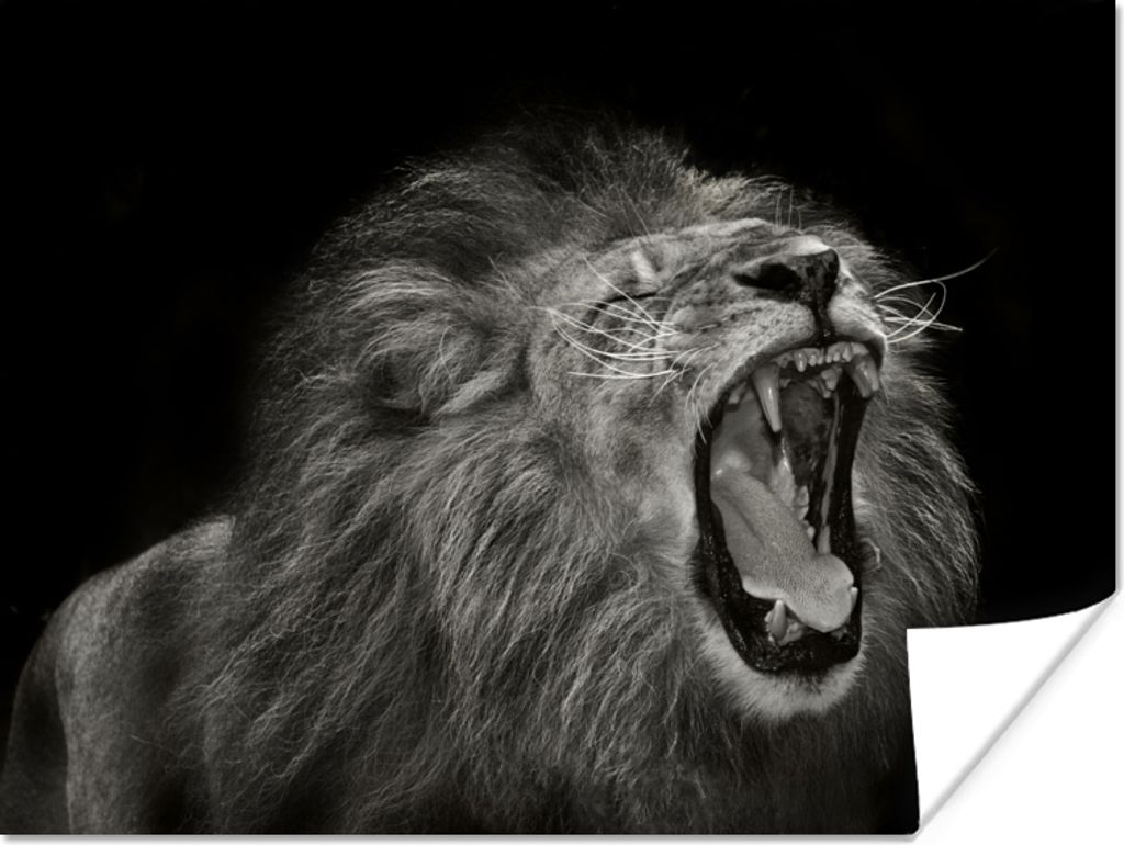 MuchoWow Poster Löwe - Wild - Jagd 80x60 cm - Kunst für zu Hause