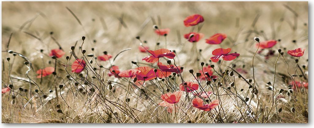 Tulup Leinwandbild - 125x50 cm - Wandkunst - Drucke auf Leinwand - Leinwanddruck - Blumen & Pflanzen - Rot - Mohnblumen
