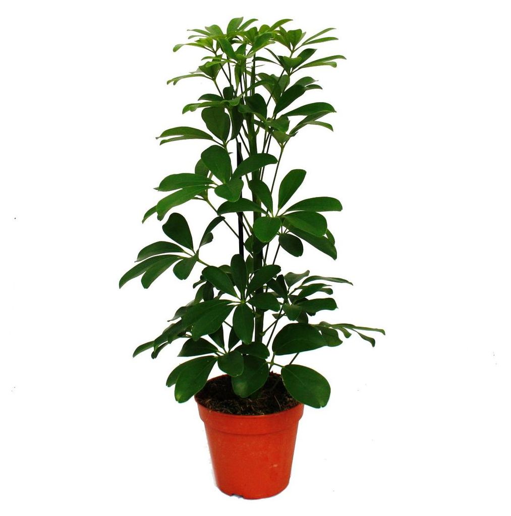 Exotenherz Strahlenaralie Schefflera arboricola  Nora Produktbild 