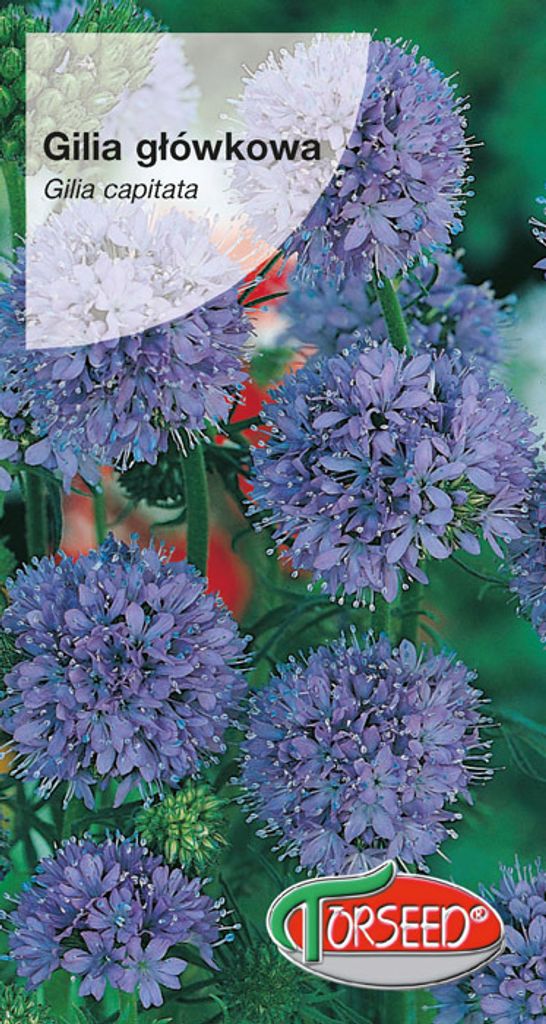 Blauviolette Kopfgilia Samen 1g - Torseed