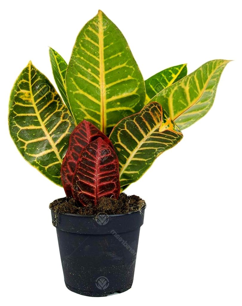 Codiaeum Variegatum Petra Kroton Zimmerpflanze im 13 cm Topf